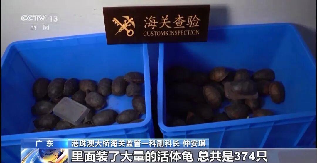 女子裤子内藏2斤多活虫入境被查 人体夹藏